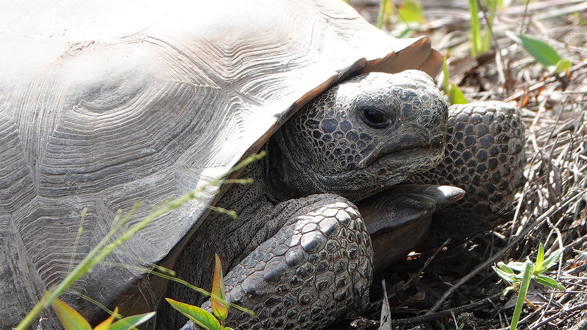 Southern Power Transfers More Than 2,000 Acres To The Open Space 